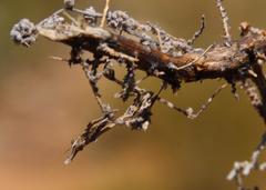 Empusa binotata