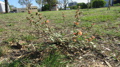 Sphaeralcea cordobensis