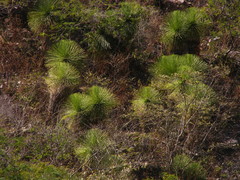 Yucca queretaroensis