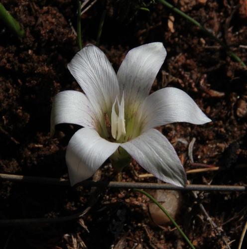 Romulea flexuosa