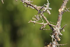 Empusa binotata