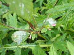 Neoerysiphe galeopsidis