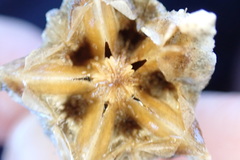 Mesembryanthemum barklyi