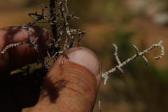 Empusa binotata