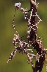 Empusa binotata