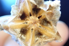 Mesembryanthemum barklyi