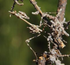 Empusa binotata