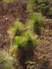 Yucca queretaroensis