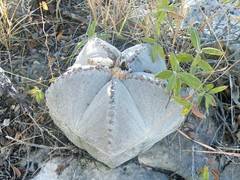 Astrophytum myriostigma