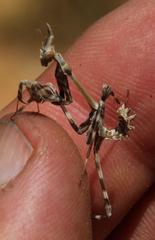Empusa binotata