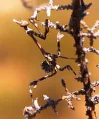 Empusa binotata