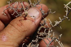 Empusa binotata