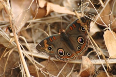 Junonia nigrosuffusa