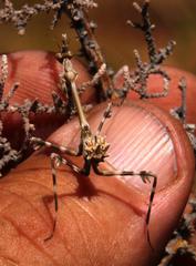 Empusa binotata