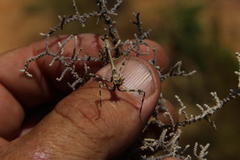 Empusa binotata