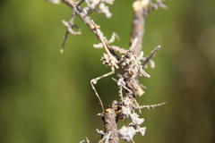 Empusa binotata
