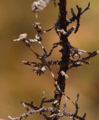 Empusa binotata