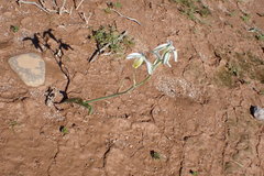 Albuca leucantha