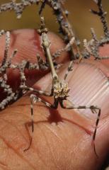 Empusa binotata