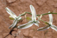Albuca leucantha