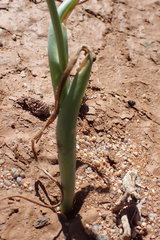 Albuca leucantha