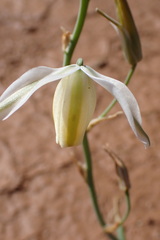 Albuca leucantha