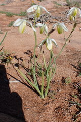 Albuca leucantha