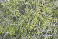 Forestiera angustifolia