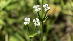 Valerianella radiata