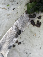 Knipowitschia panizzae