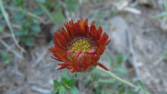Hysterionica jasionoides