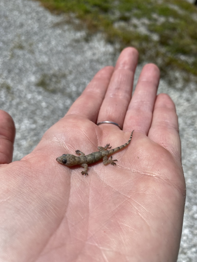 tropical-house-gecko-from-rye-wilderness-trail-parrish-fl-us-on