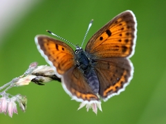 Lycaena candens