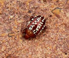 Calotheca