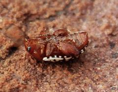 Calotheca