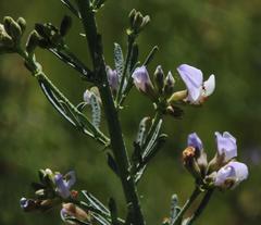 Psoralea verrucosa
