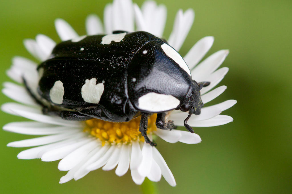 White-spotted Fruit Chafer