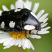 White-spotted Fruit Chafer - Photo (c) magriet b, some rights reserved (CC BY-SA), uploaded by magriet b