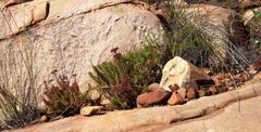 Crassula undulata