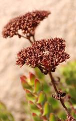 Crassula undulata