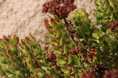Crassula undulata