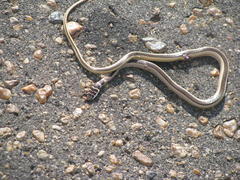 Psammophis angolensis