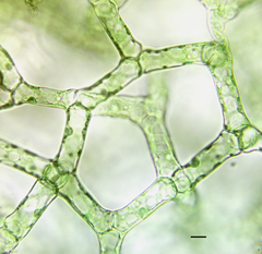 Hydrodictyon reticulatum