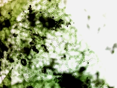 Hydrodictyon reticulatum