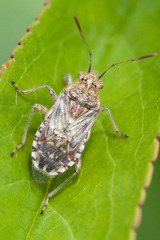 Liorhyssus