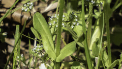 Valerianella radiata