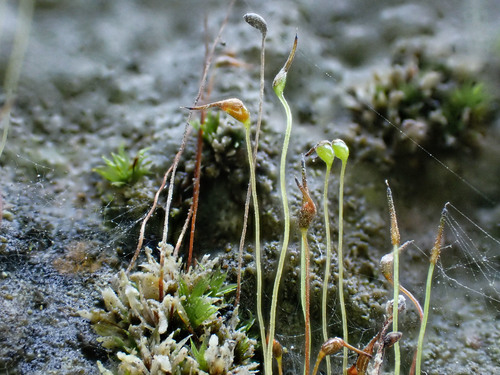 Tortula cernua observed 2021-08-28
