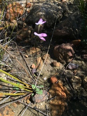 Disa obliqua