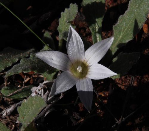 Romulea flexuosa
