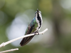 Anthracothorax nigricollis